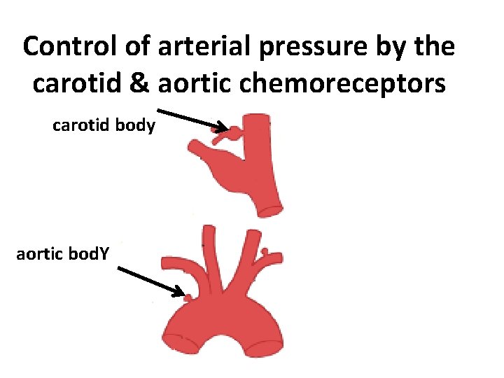 Control of arterial pressure by the carotid & aortic chemoreceptors carotid body aortic bod.