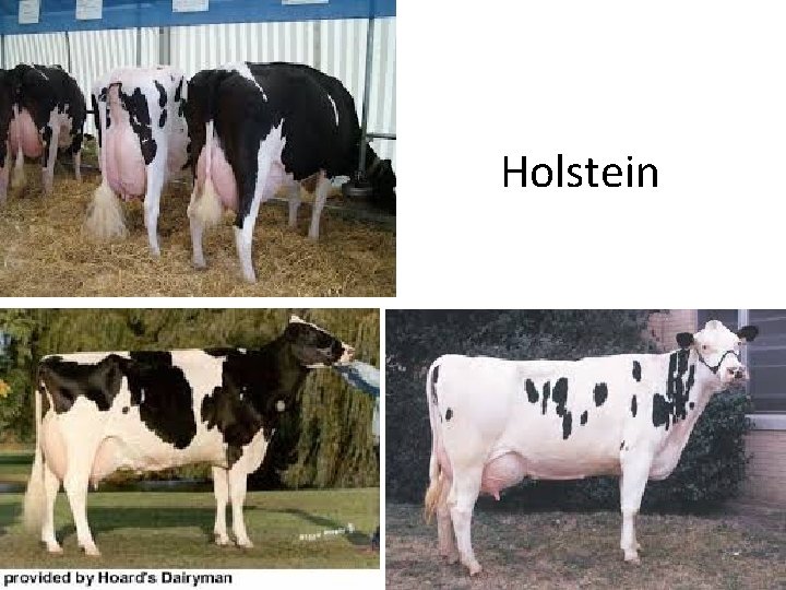 Holstein 