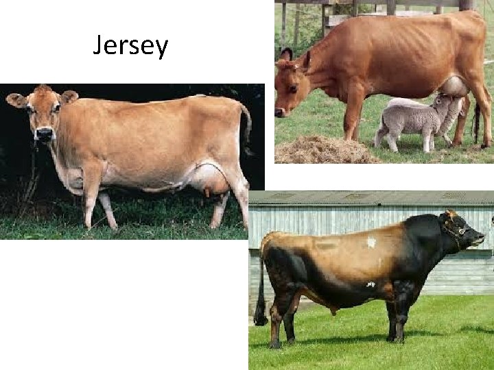 Jersey 