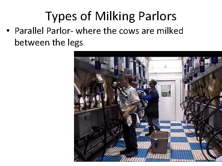 Types of Milking Parlors • Parallel Parlor- where the cows are milked between the