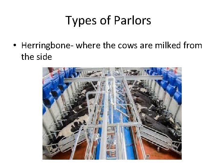 Types of Parlors • Herringbone- where the cows are milked from the side 