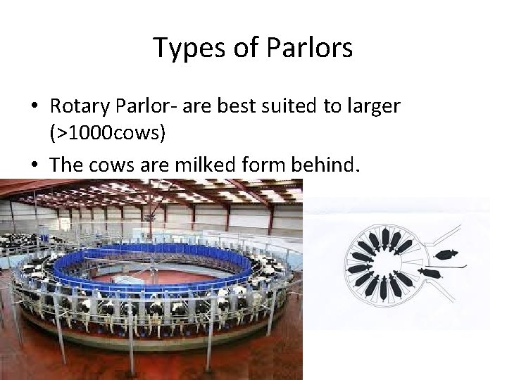 Types of Parlors • Rotary Parlor- are best suited to larger (>1000 cows) •