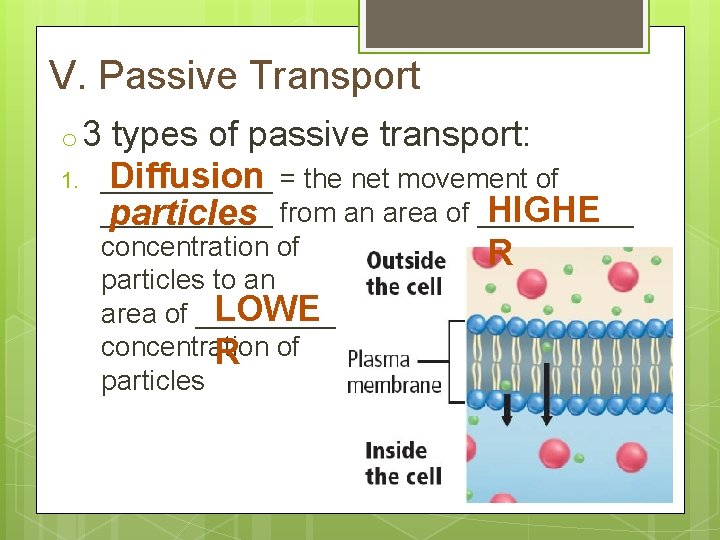 V. Passive Transport o 3 1. types of passive transport: Diffusion = the net