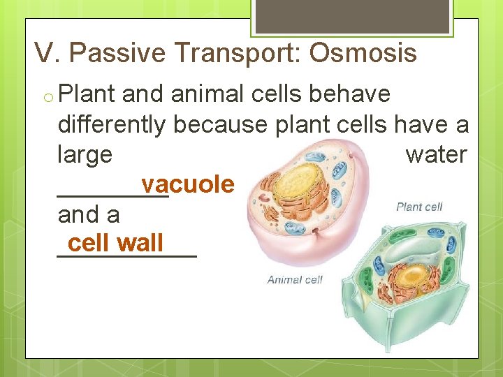 V. Passive Transport: Osmosis o Plant and animal cells behave differently because plant cells