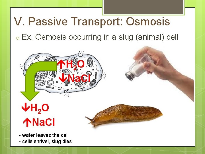 V. Passive Transport: Osmosis o Ex. Osmosis occurring in a slug (animal) cell H