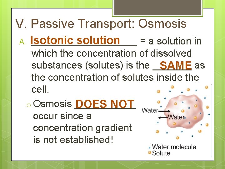 V. Passive Transport: Osmosis A. Isotonic solution __________ = a solution in which the