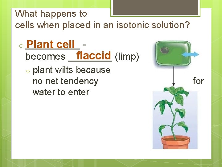 What happens to cells when placed in an isotonic solution? o _____ Plant cell