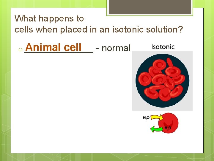 What happens to cells when placed in an isotonic solution? Animal cell o _______