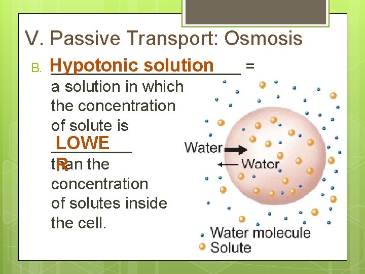 V. Passive Transport: Osmosis B. Hypotonic solution ___________ = a solution in which the
