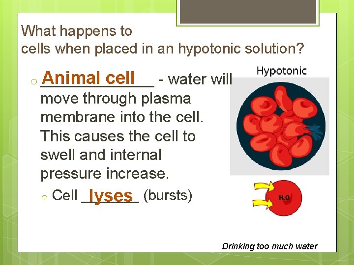 What happens to cells when placed in an hypotonic solution? Animal cell o _______