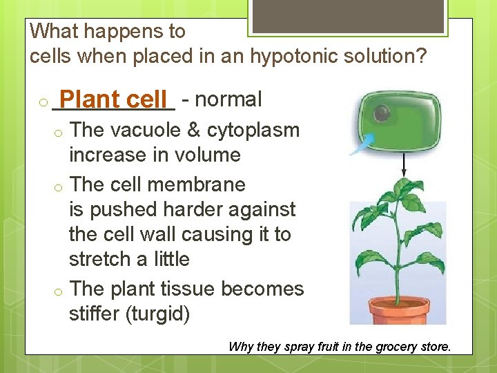 What happens to cells when placed in an hypotonic solution? o _____ Plant cell