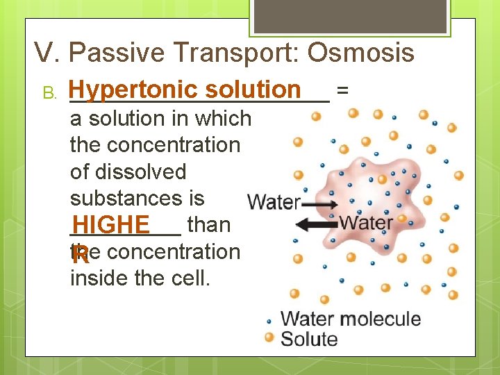 V. Passive Transport: Osmosis B. Hypertonic solution = ___________ a solution in which the