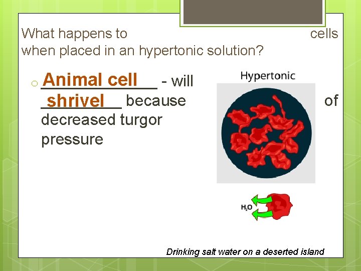 What happens to when placed in an hypertonic solution? cells Animal cell o _______