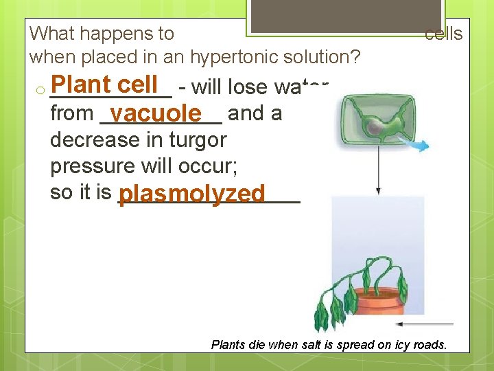 What happens to when placed in an hypertonic solution? cells Plant cell o _____