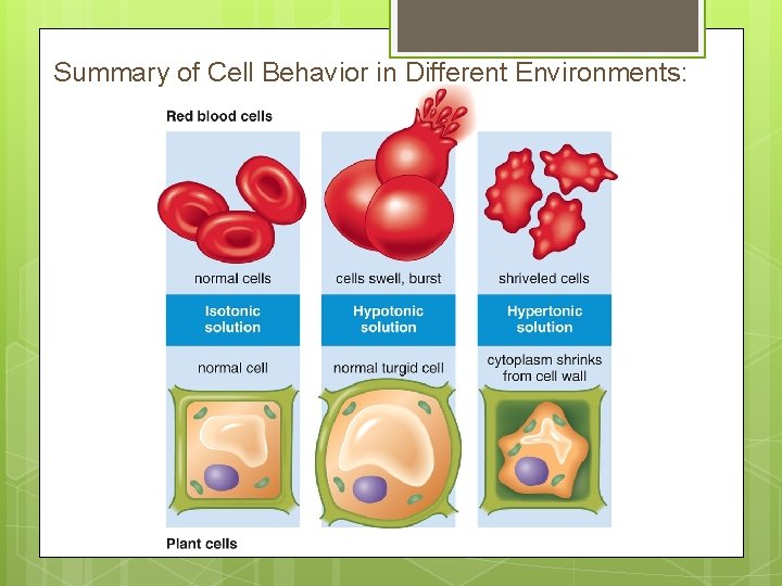 Summary of Cell Behavior in Different Environments: 