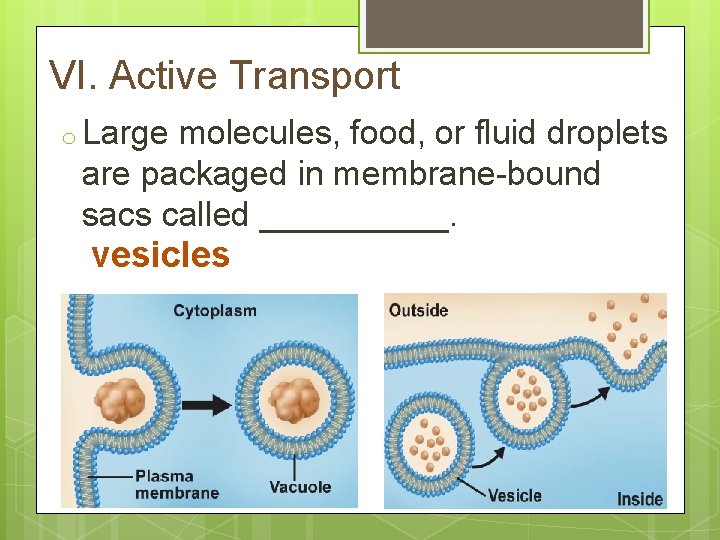 VI. Active Transport o Large molecules, food, or fluid droplets are packaged in membrane-bound