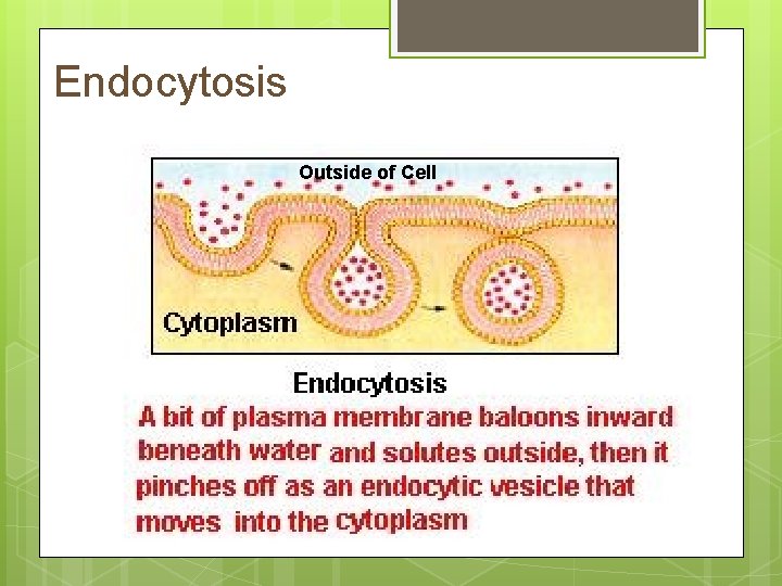 Endocytosis Outside of Cell 