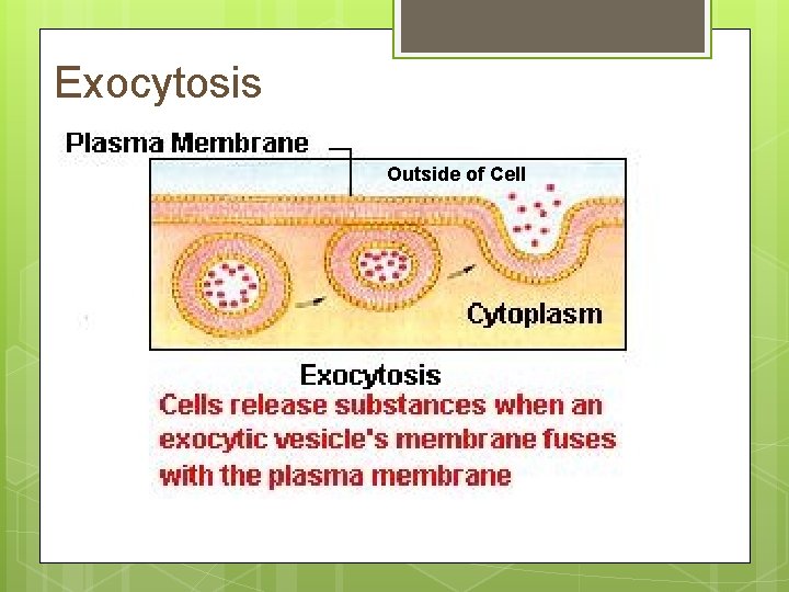 Exocytosis Outside of Cell 