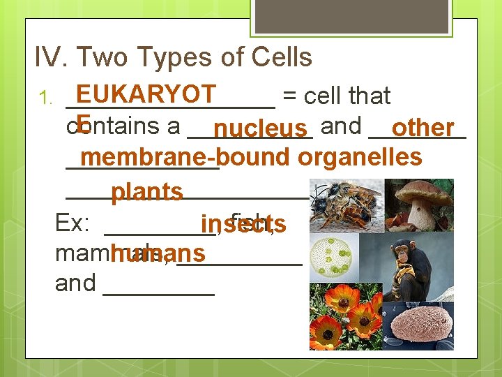 IV. Two Types of Cells 1. EUKARYOT ________ = cell that E contains a