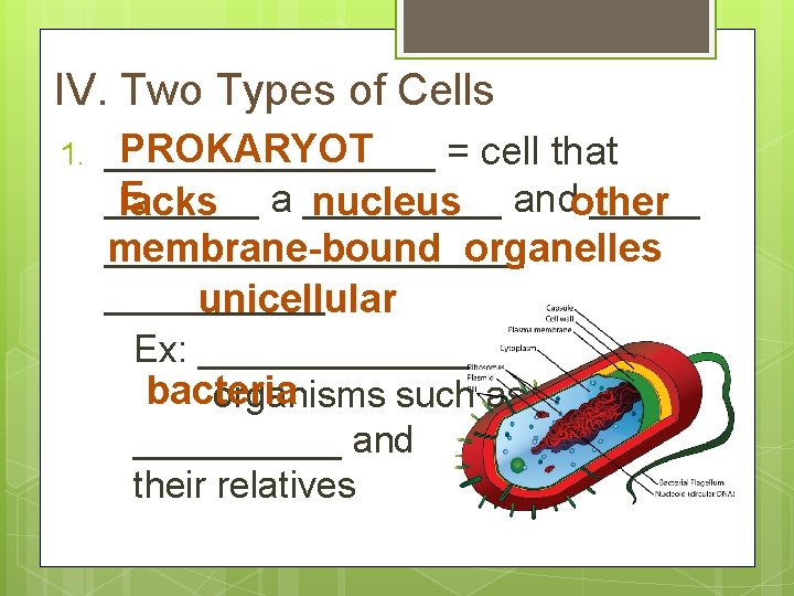 IV. Two Types of Cells 1. PROKARYOT ________ = cell that E _______ lacks