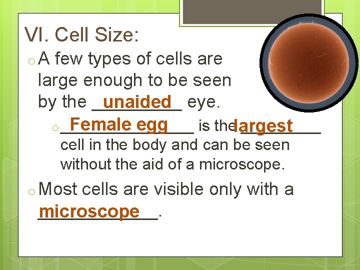 VI. Cell Size: o. A few types of cells are large enough to be