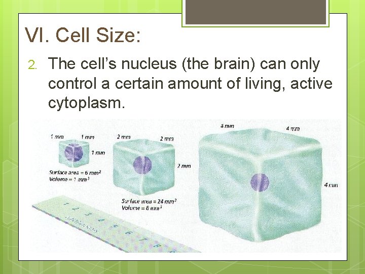 VI. Cell Size: 2. The cell’s nucleus (the brain) can only control a certain