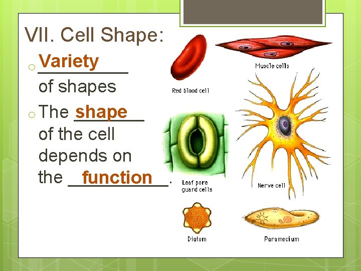 VII. Cell Shape: Variety o _____ of shapes shape o The _______ of the