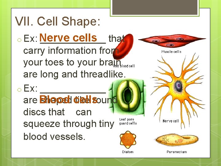VII. Cell Shape: cells o Ex: Nerve ______ that carry information from your toes