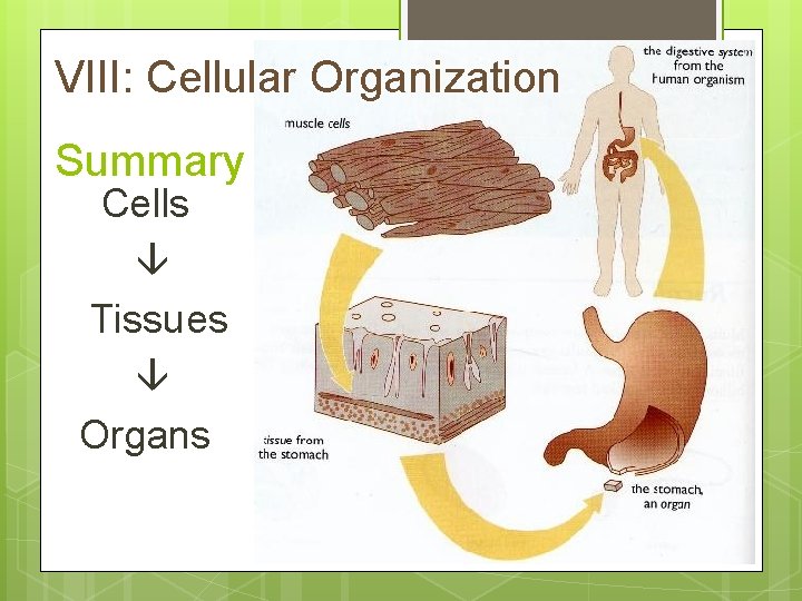 VIII: Cellular Organization Summary Cells Tissues Organs 