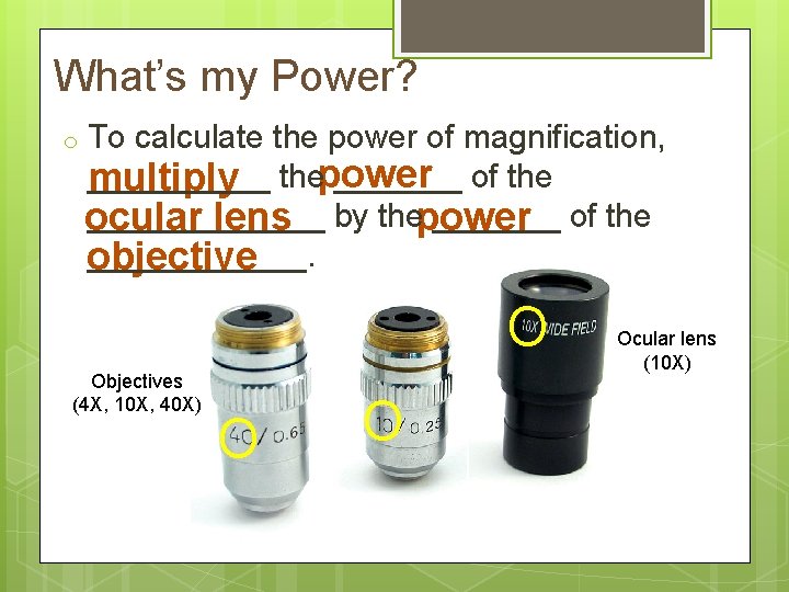 What’s my Power? o To calculate the power of magnification, _______ of the multiply