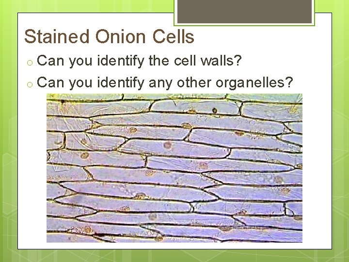Stained Onion Cells o Can you identify the cell walls? o Can you identify