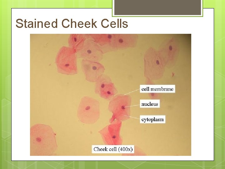 Stained Cheek Cells 