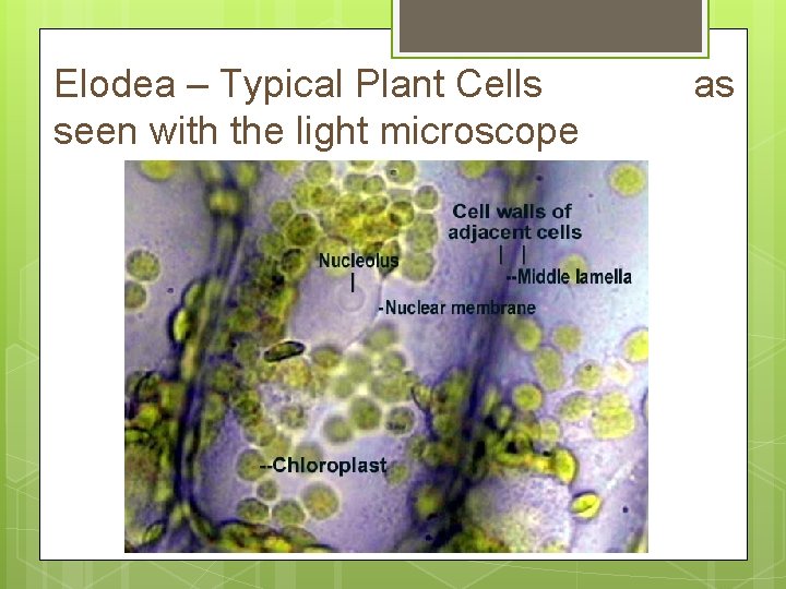 Elodea – Typical Plant Cells seen with the light microscope as 