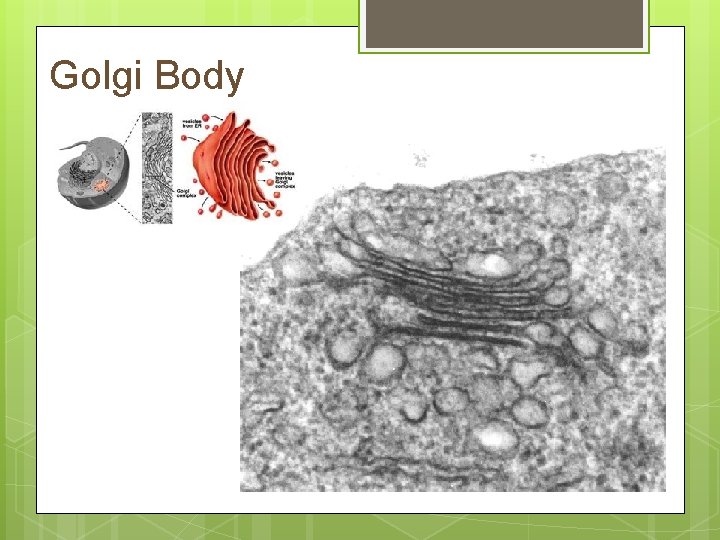 Golgi Body 
