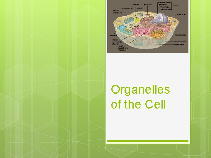 Organelles of the Cell 