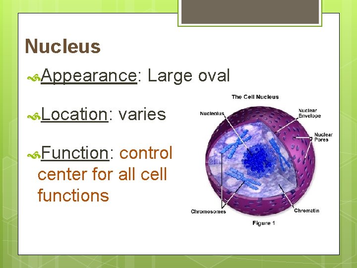 Nucleus Appearance: Location: Function: Large oval varies control center for all cell functions 
