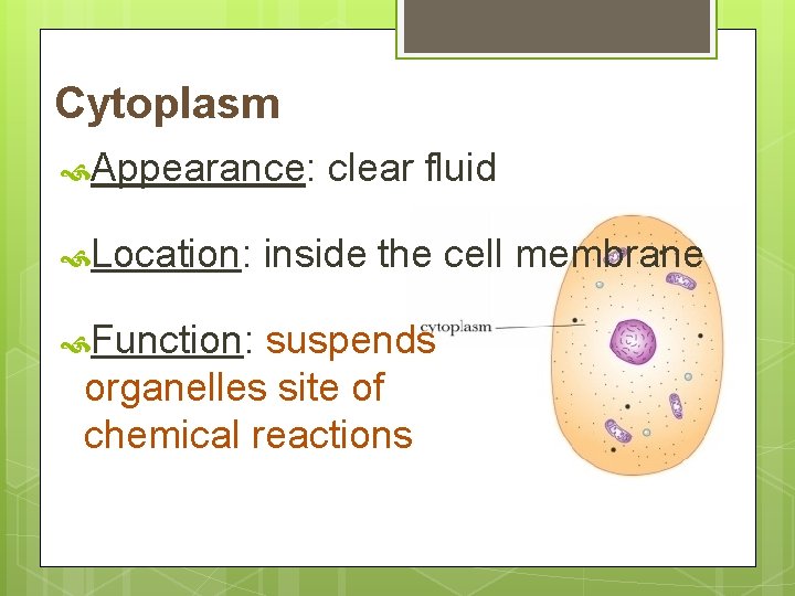 Cytoplasm Appearance: Location: Function: clear fluid inside the cell membrane suspends organelles site of