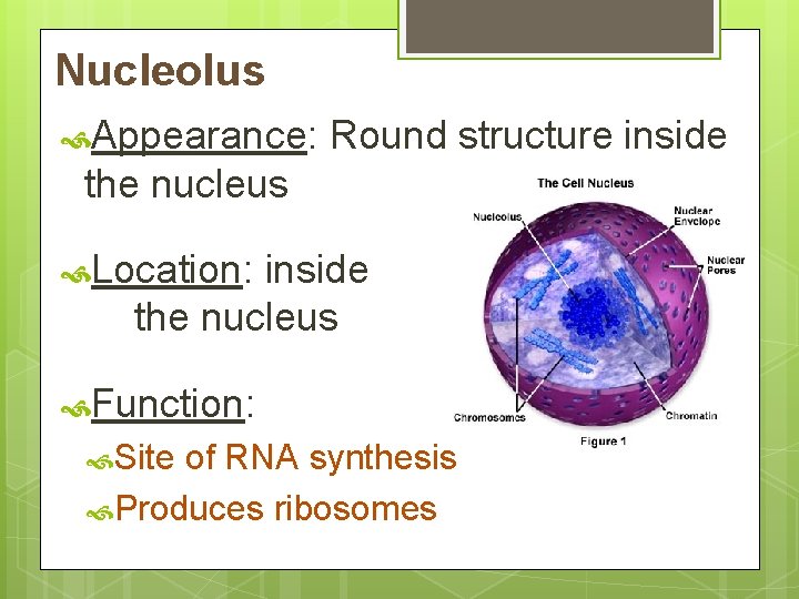 Nucleolus Appearance: Round structure inside the nucleus Location: inside the nucleus Function: Site of