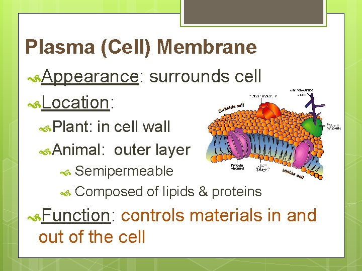 Plasma (Cell) Membrane Appearance: surrounds cell Location: Plant: in cell wall Animal: outer layer