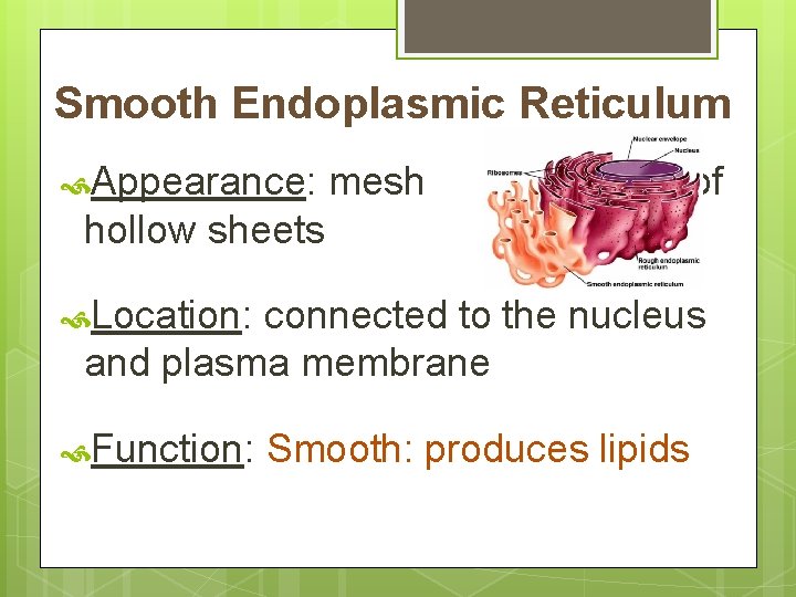 Smooth Endoplasmic Reticulum Appearance: mesh of hollow sheets Location: connected to the nucleus and