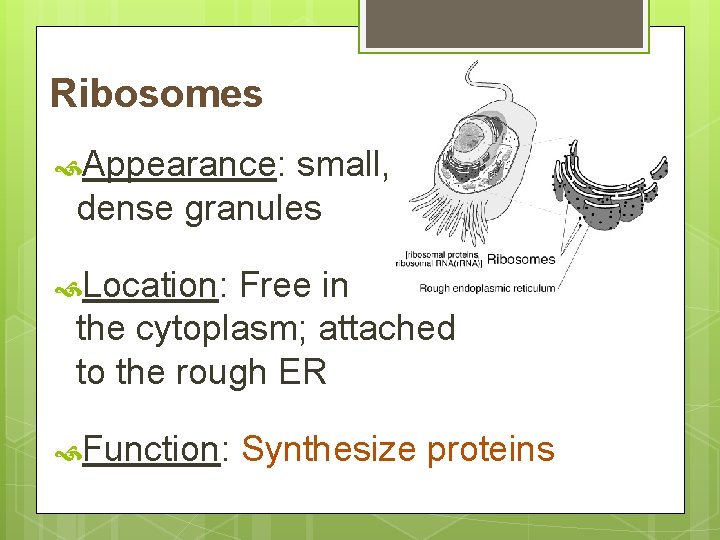 Ribosomes Appearance: small, dense granules Location: Free in the cytoplasm; attached to the rough