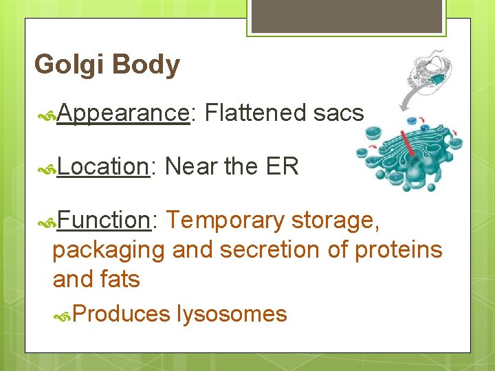 Golgi Body Appearance: Location: Flattened sacs Near the ER Function: Temporary storage, packaging and