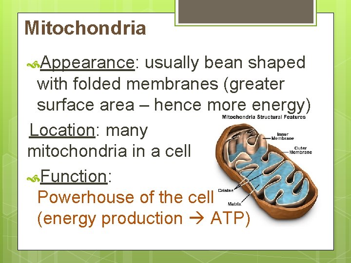 Mitochondria Appearance: usually bean shaped with folded membranes (greater surface area – hence more