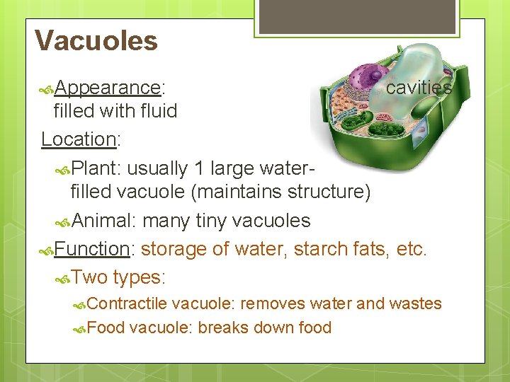Vacuoles Appearance: cavities filled with fluid Location: Plant: usually 1 large waterfilled vacuole (maintains