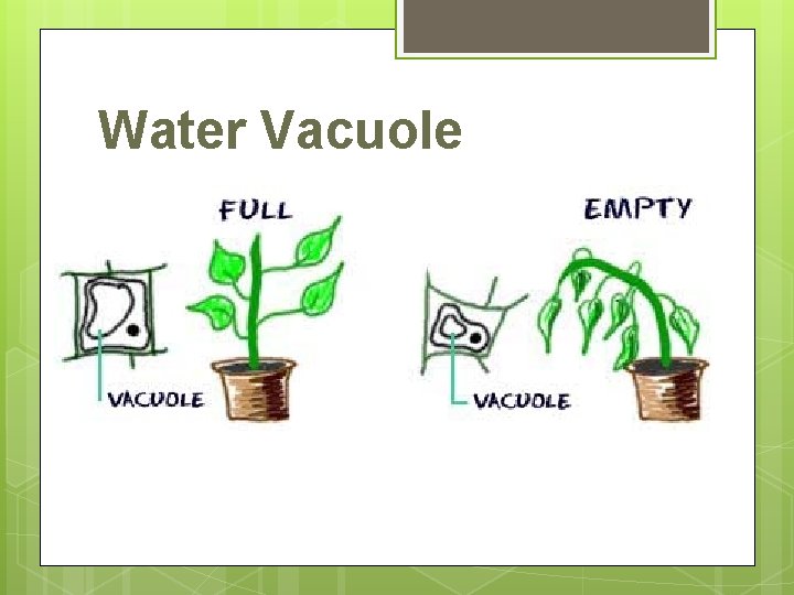 Water Vacuole 