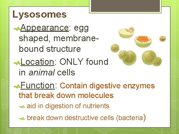 Lysosomes Appearance: egg shaped, membranebound structure Location: ONLY found in animal cells Function: Contain