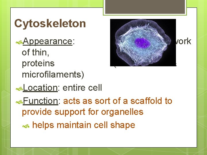 Cytoskeleton Appearance: network fibrous (microtubules & of thin, proteins microfilaments) Location: entire cell Function: