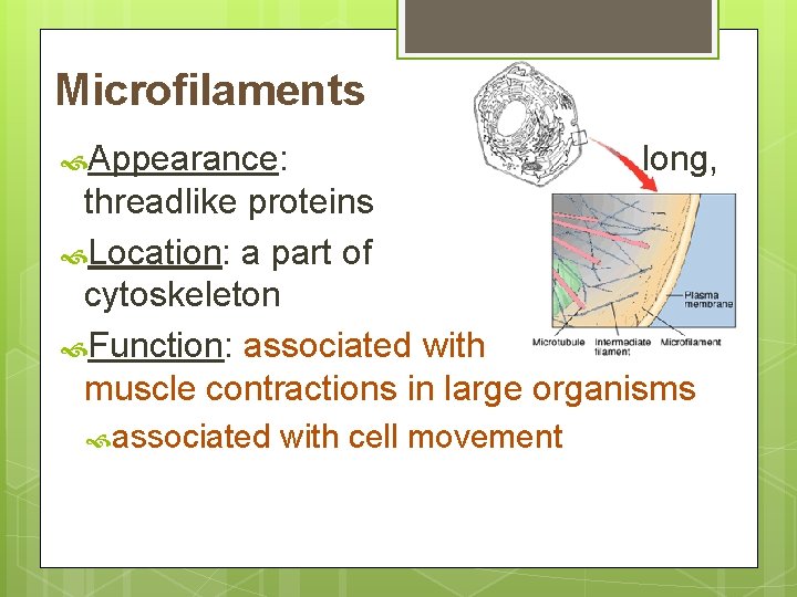 Microfilaments Appearance: long, threadlike proteins Location: a part of cytoskeleton Function: associated with muscle
