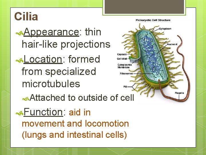 Cilia Appearance: thin hair-like projections Location: formed from specialized microtubules Attached to outside of