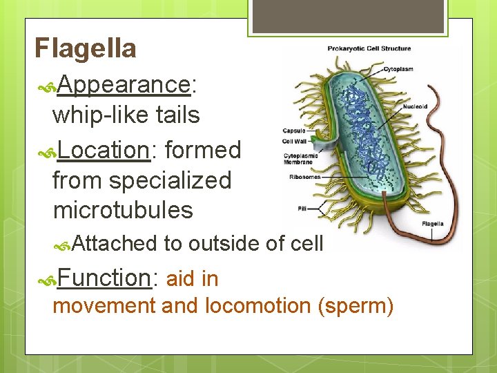 Flagella Appearance: whip-like tails Location: formed from specialized microtubules Attached to outside of cell